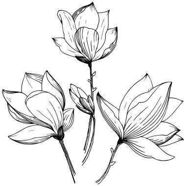 Manolya izole bir vektör tarzı. Bitki tam adı: Magnolia. Arka plan, doku, sarıcı desen, çerçeve veya kenarlık için vektör çiçek.