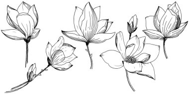 Manolya izole bir vektör tarzı. Bitki tam adı: Magnolia. Arka plan, doku, sarıcı desen, çerçeve veya kenarlık için vektör çiçek.