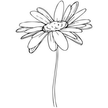 Daisy izole bir vektör tarzı. Bitki tam adı: Daisy. Arka plan, doku, sarıcı desen, çerçeve veya kenarlık için vektör çiçek.