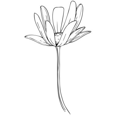 Daisy izole bir vektör tarzı. Bitki tam adı: Daisy. Arka plan, doku, sarıcı desen, çerçeve veya kenarlık için vektör çiçek.