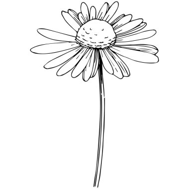 Daisy izole bir vektör tarzı. Bitki tam adı: Daisy. Arka plan, doku, sarıcı desen, çerçeve veya kenarlık için vektör çiçek.