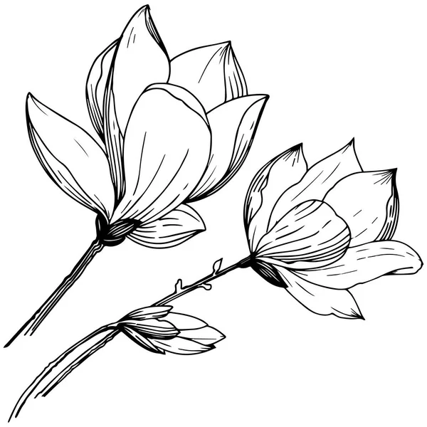 Magnolia Estilo Vectorial Aislado Nombre Completo Planta Magnolia Flor Vectorial — Archivo Imágenes Vectoriales