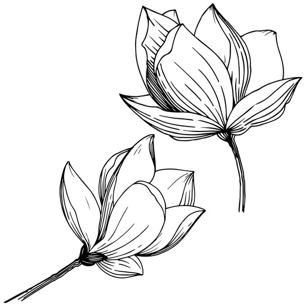 Magnolia Estilo Vectorial Aislado Nombre Completo Planta Magnolia Flor Vectorial — Archivo Imágenes Vectoriales