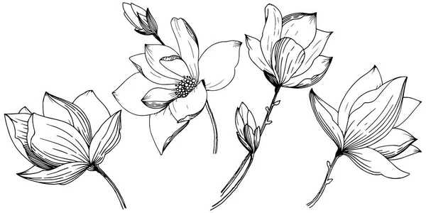 Magnólie Stylu Vektor Samostatný Celé Jméno Rostliny Magnolia Vector Květina — Stockový vektor