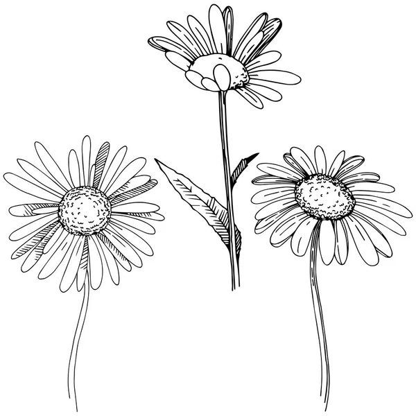 Marguerite Dans Style Vectoriel Isolé Nom Complet Plante Daisy Fleur — Image vectorielle