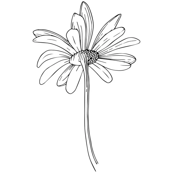 Marguerite Dans Style Vectoriel Isolé Nom Complet Plante Daisy Fleur — Image vectorielle