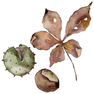 Kestane sonbahar yaprakları. Yaprak bitki botanik bahçe çiçek yaprakları. Aquarelle yaprak için arka plan, doku, sarıcı desen, çerçeve veya kenarlık.