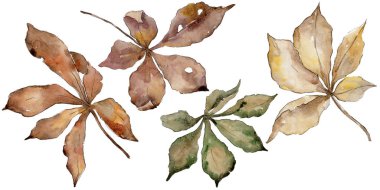Kestane sonbahar yaprakları. Yaprak bitki botanik bahçe çiçek yaprakları. Aquarelle yaprak için arka plan, doku, sarıcı desen, çerçeve veya kenarlık.