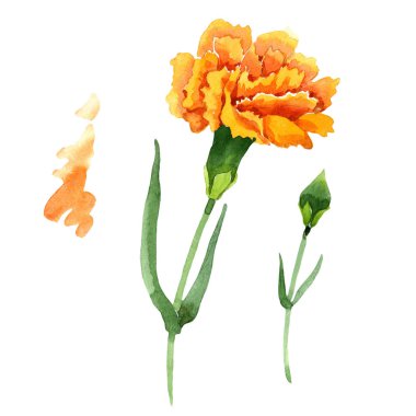 Sarı karanfil. Botanik çiçek. Vahşi bahar yaprak izole kır çiçeği. Arka plan, doku, sarıcı desen, çerçeve veya kenarlık için Aquarelle kır çiçeği.