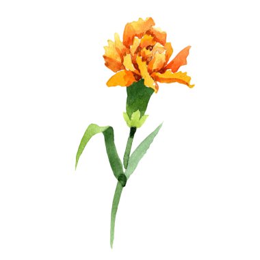 Sarı karanfil. Botanik çiçek. Vahşi bahar yaprak izole kır çiçeği. Arka plan, doku, sarıcı desen, çerçeve veya kenarlık için Aquarelle kır çiçeği.