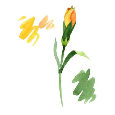 Sarı karanfil. Botanik çiçek. Vahşi bahar yaprak izole kır çiçeği. Arka plan, doku, sarıcı desen, çerçeve veya kenarlık için Aquarelle kır çiçeği.