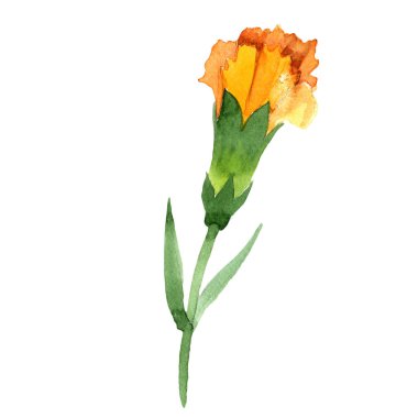 Sarı karanfil. Botanik çiçek. Vahşi bahar yaprak izole kır çiçeği. Arka plan, doku, sarıcı desen, çerçeve veya kenarlık için Aquarelle kır çiçeği.