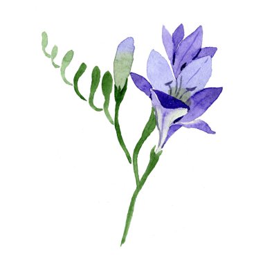 Mor frezya. Botanik çiçek. Vahşi bahar yaprak izole kır çiçeği. Arka plan, doku, sarıcı desen, çerçeve veya kenarlık için Aquarelle kır çiçeği.