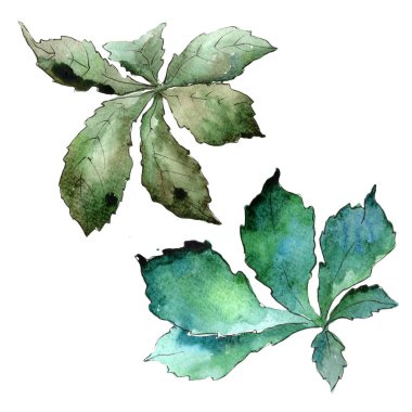 Yeşil kestane izole bir suluboya tarzında bırakır. Aquarelle yaprak için arka plan, doku, sarıcı desen, çerçeve veya kenarlık.