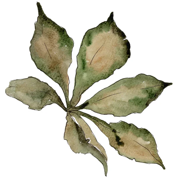 Herbstkastanienblätter Blattpflanze Botanischer Garten Florales Laub Aquarellblatt Für Hintergrund Textur — Stockfoto