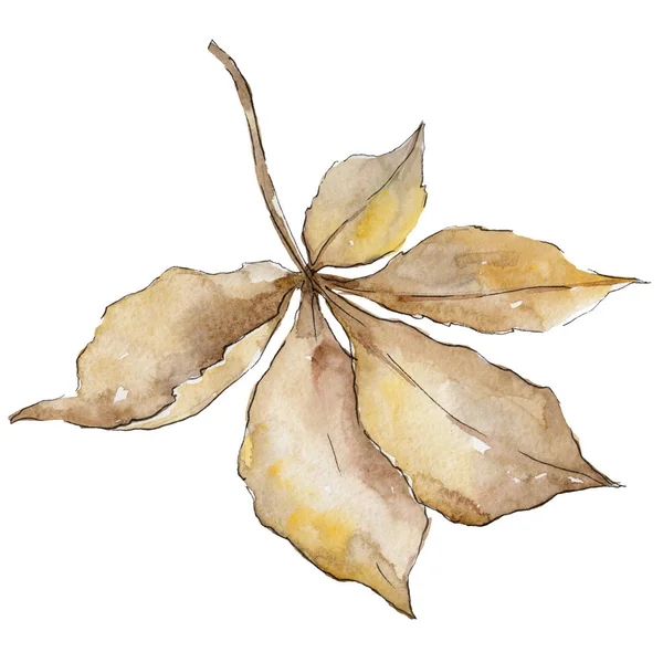 Осенние Листья Каштана Цветочная Листва Ботанического Сада Лист Акварели Фона — стоковое фото