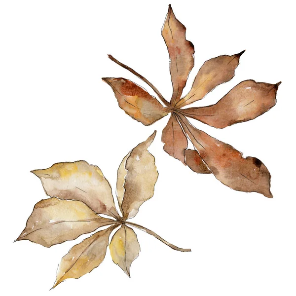 栗の秋の紅葉 葉植物植物園花葉 テクスチャ ラッパー パターン フレームや境界線の Aquarelle — ストック写真
