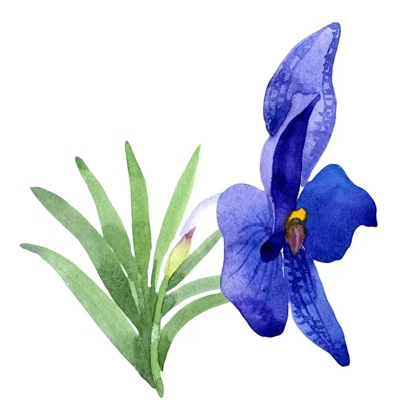 Orquídea Azul Floral Flor Botânica Folha Selvagem Primavera Wildflower Isolado — Fotografia de Stock