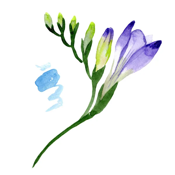 紫フリージア 花植物の花 野生春葉のワイルドフラワーが分離されました テクスチャ ラッパー パターン フレームや境界線の Aquarelle ワイルドフラワー — ストック写真