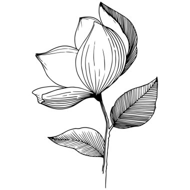 Manolya izole bir vektör tarzı. Bitki tam adı: Magnolia. Arka plan, doku, sarıcı desen, çerçeve veya kenarlık için vektör çiçek.