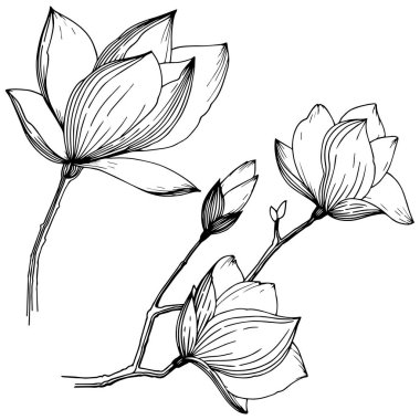 Manolya izole bir vektör tarzı. Bitki tam adı: Magnolia. Arka plan, doku, sarıcı desen, çerçeve veya kenarlık için vektör çiçek.