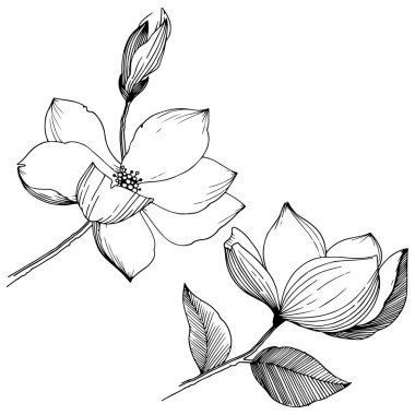 Manolya izole bir vektör tarzı. Bitki tam adı: Magnolia. Arka plan, doku, sarıcı desen, çerçeve veya kenarlık için vektör çiçek.