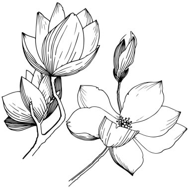 Manolya izole bir vektör tarzı. Bitki tam adı: Magnolia. Arka plan, doku, sarıcı desen, çerçeve veya kenarlık için vektör çiçek.