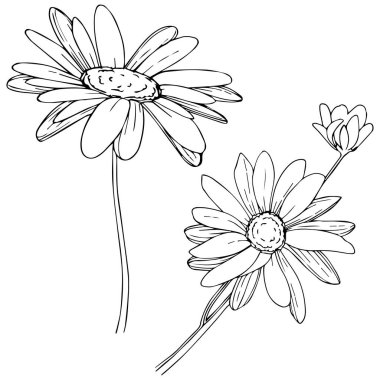 Daisy izole bir vektör tarzı. Bitki tam adı: Daisy. Arka plan, doku, sarıcı desen, çerçeve veya kenarlık için vektör çiçek.