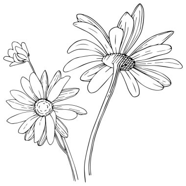 Daisy izole bir vektör tarzı. Bitki tam adı: Daisy. Arka plan, doku, sarıcı desen, çerçeve veya kenarlık için vektör çiçek.