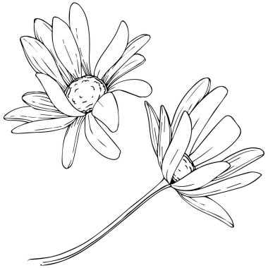 Daisy izole bir vektör tarzı. Bitki tam adı: Daisy. Arka plan, doku, sarıcı desen, çerçeve veya kenarlık için vektör çiçek.