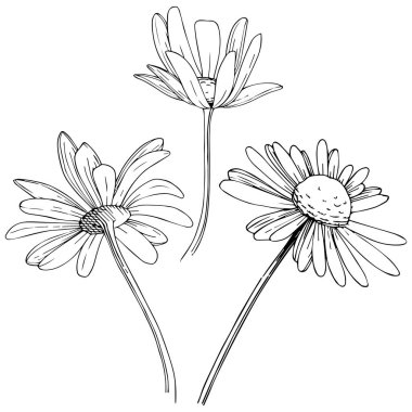 Daisy izole bir vektör tarzı. Bitki tam adı: Daisy. Arka plan, doku, sarıcı desen, çerçeve veya kenarlık için vektör çiçek.