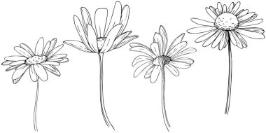 Daisy izole bir vektör tarzı. Bitki tam adı: Daisy. Arka plan, doku, sarıcı desen, çerçeve veya kenarlık için vektör çiçek.