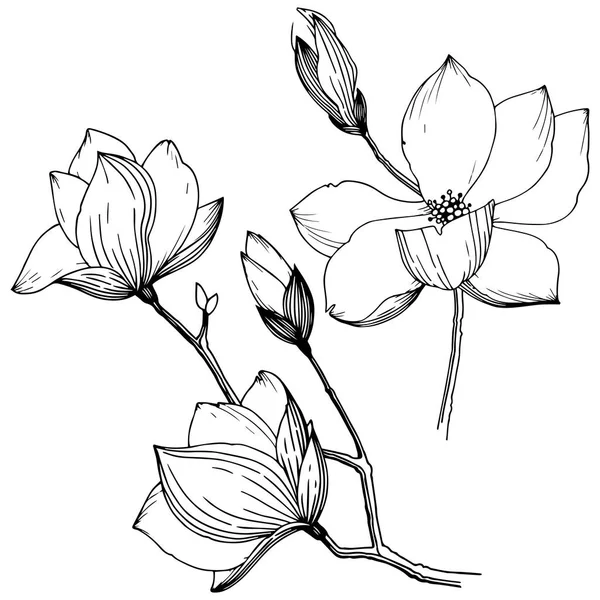 Magnolia Estilo Vectorial Aislado Nombre Completo Planta Magnolia Flor Vectorial — Archivo Imágenes Vectoriales