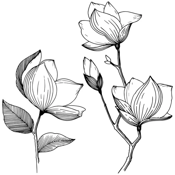 Magnolia Estilo Vectorial Aislado Nombre Completo Planta Magnolia Flor Vectorial — Vector de stock