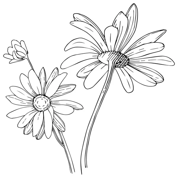 Marguerite Dans Style Vectoriel Isolé Nom Complet Plante Daisy Fleur — Image vectorielle