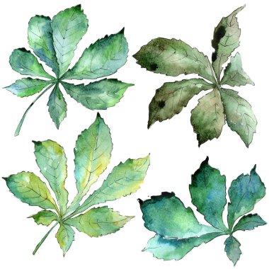 Kestane rengi yeşil yaprak. Yaprak bitki botanik bahçe çiçek yaprakları.