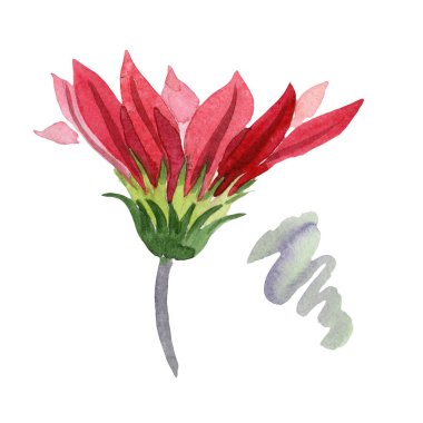 Kırmızı gazania. Botanik çiçek. İzole vahşi bahar yaprak kır çiçeği.