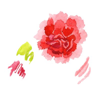 Kırmızı karanfil. Botanik çiçek. İzole vahşi bahar yaprak kır çiçeği.