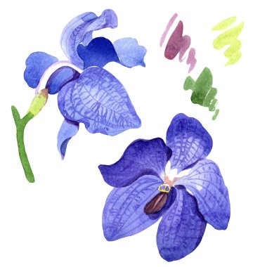 Mavi Orkide vanda. Botanik çiçek. İzole vahşi bahar yaprak kır çiçeği.