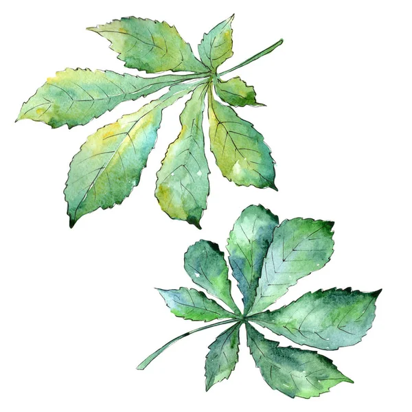 Grön kastanj blad. Leaf växt botaniska trädgård blommig bladverk. — Stockfoto