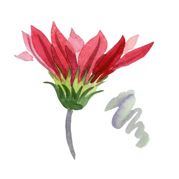 赤いガザニア。花植物の花。分離した野生春葉ワイルドフラワー. — ストック写真