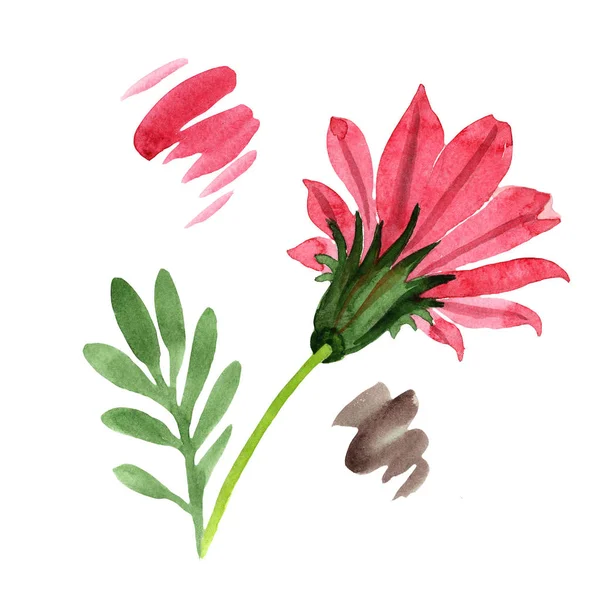 Rode gazania. Floral botanische bloem. Wild voorjaar blad wildflower geïsoleerd. — Stockfoto