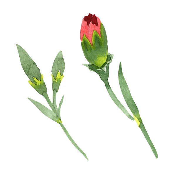 レッド ディアンサス 花の植物の花 野生の春の葉の野生の花を隔離 テクスチャ ラッパーパターン フレームまたは境界線のためのアクエラレ野花 — ストック写真