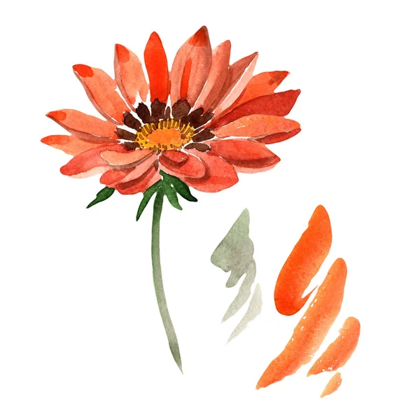 Апельсин Газания. Цветочный ботанический цветок. Изолированный дикий весенний цветок . — стоковое фото