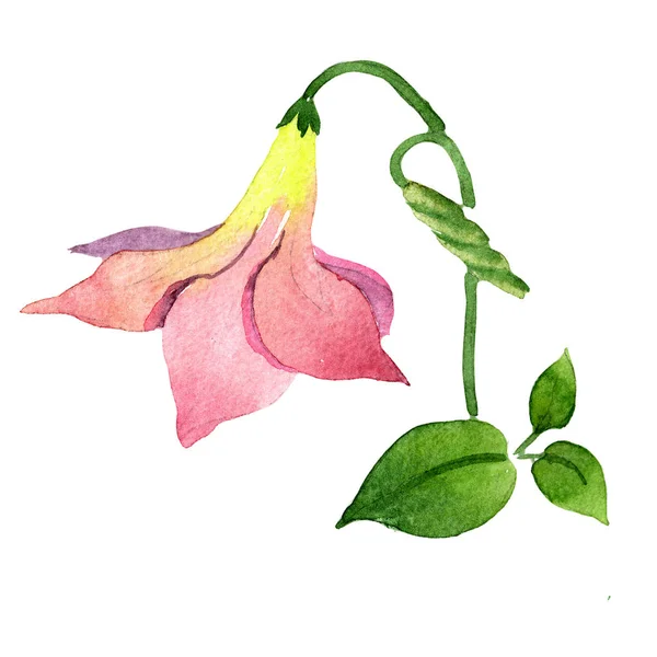 Diplomati rosa. Fiore botanico floreale. Foglia selvatica primavera fiore selvatico isolato . — Foto Stock