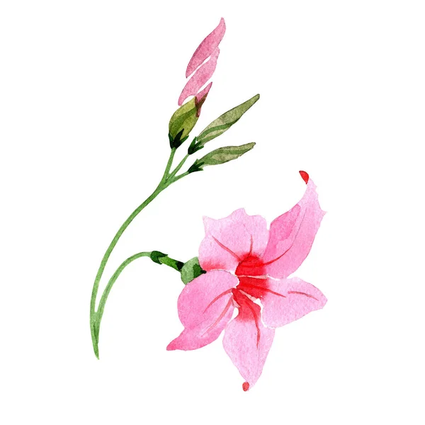 Roze dipladies. Floral botanische bloem. Wild voorjaar blad wildflower geïsoleerd. — Stockfoto