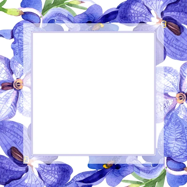 Vanda Blu Del Orchid Fiore Botanico Floreale Quadrato Ornamento Bordo — Foto Stock