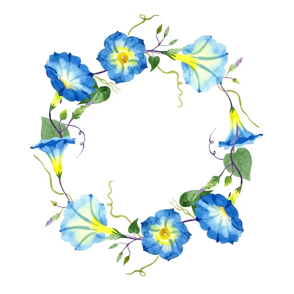 Ipomoea azul. Flor botánica floral. Marco borde ornamento cuadrado . — Foto de Stock