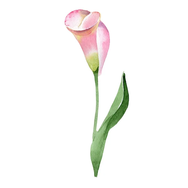 Pink callas. Floral botanical flower. Wild spring leaf wildflower isolated. — Stock Photo, Image