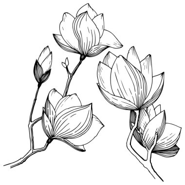Manolya izole bir vektör tarzı. Bitki tam adı: Magnolia. Arka plan, doku, sarıcı desen, çerçeve veya kenarlık için vektör çiçek.